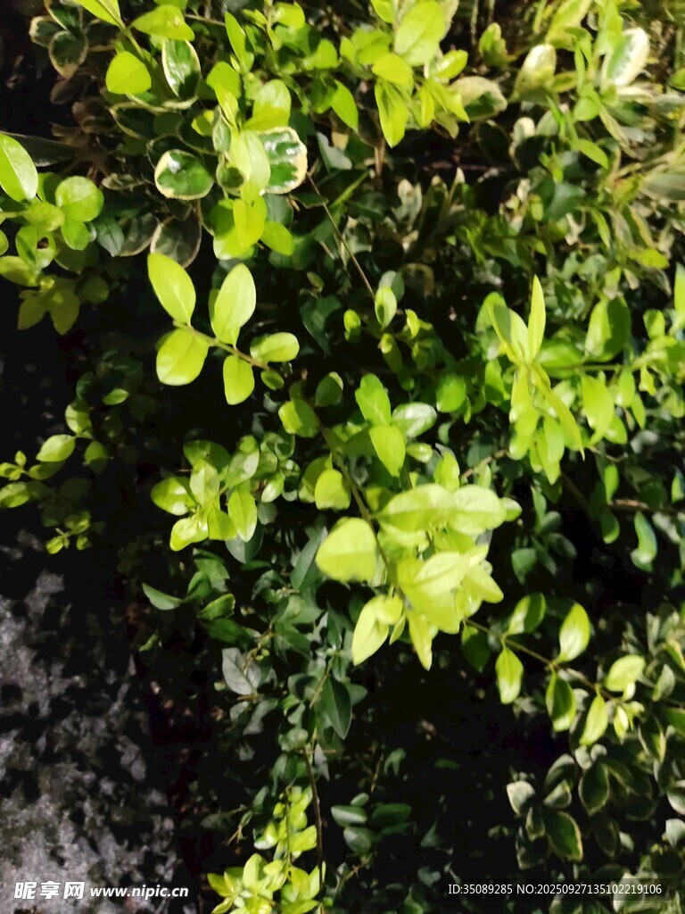 翠綠繁茂的植物枝葉