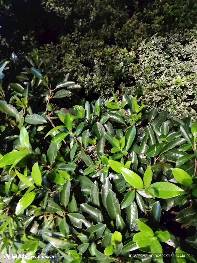 翠綠繁茂的生機(jī)植物景象