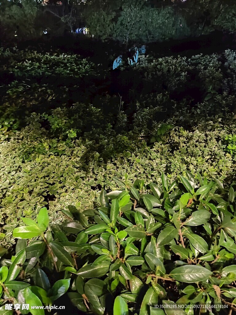 茶園綠意盎然的美麗景致