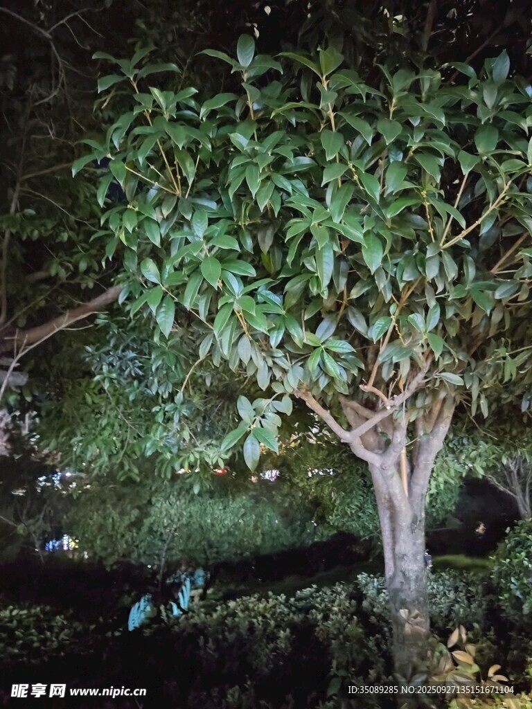 夜晚中的繁茂綠植