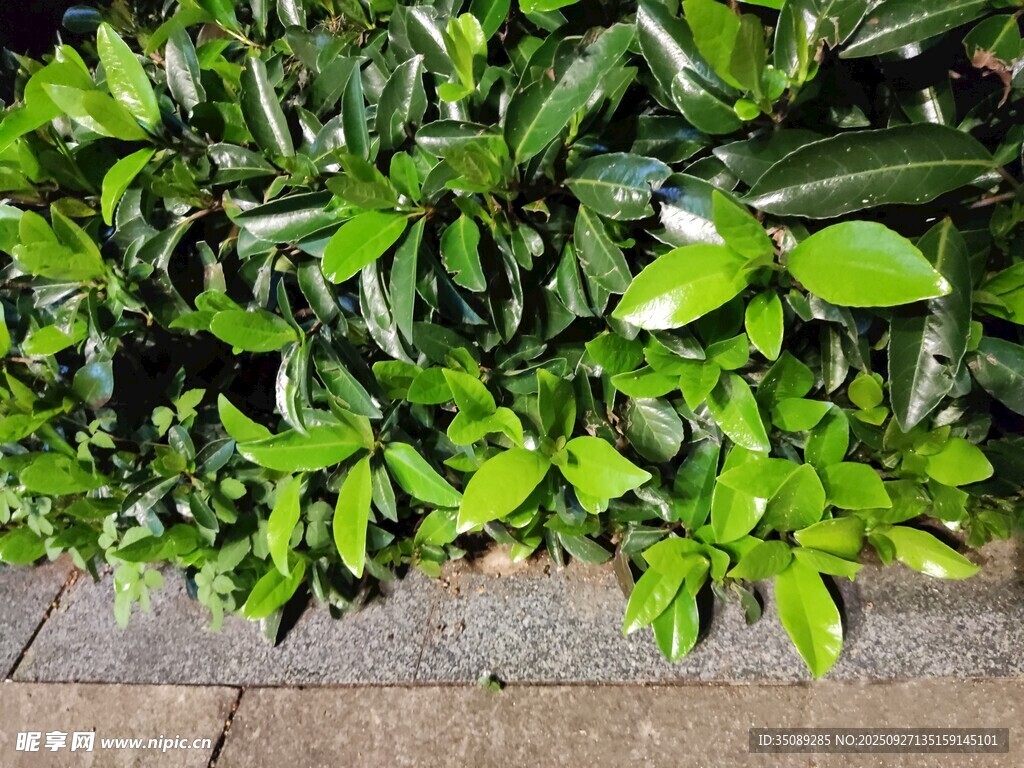 翠綠葉片裝點地面景觀