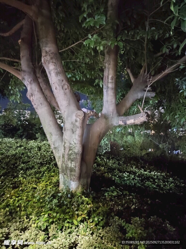 粗壯樹干與繁茂綠植景觀