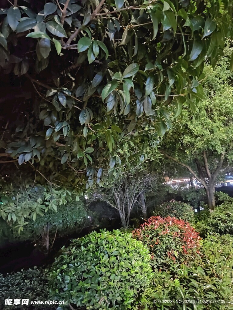 繁茂綠植中的多彩景致