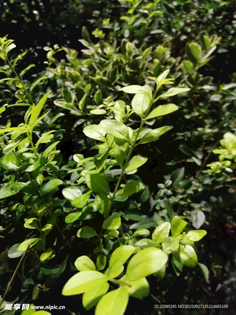 翠綠繁茂的灌木叢