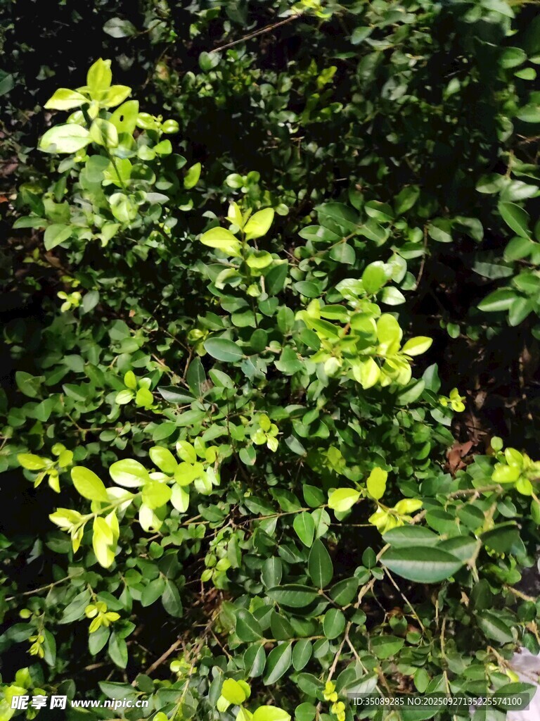 翠綠繁茂的灌木叢