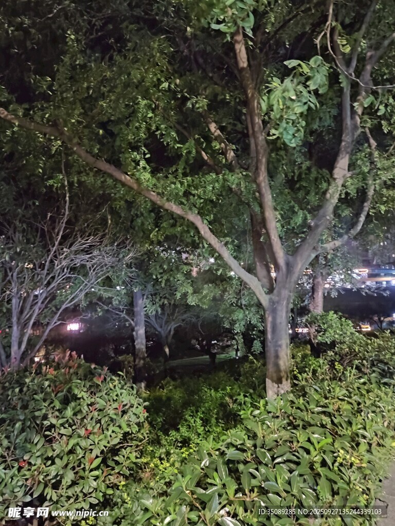 夜晚樹(shù)下繁茂綠植景觀