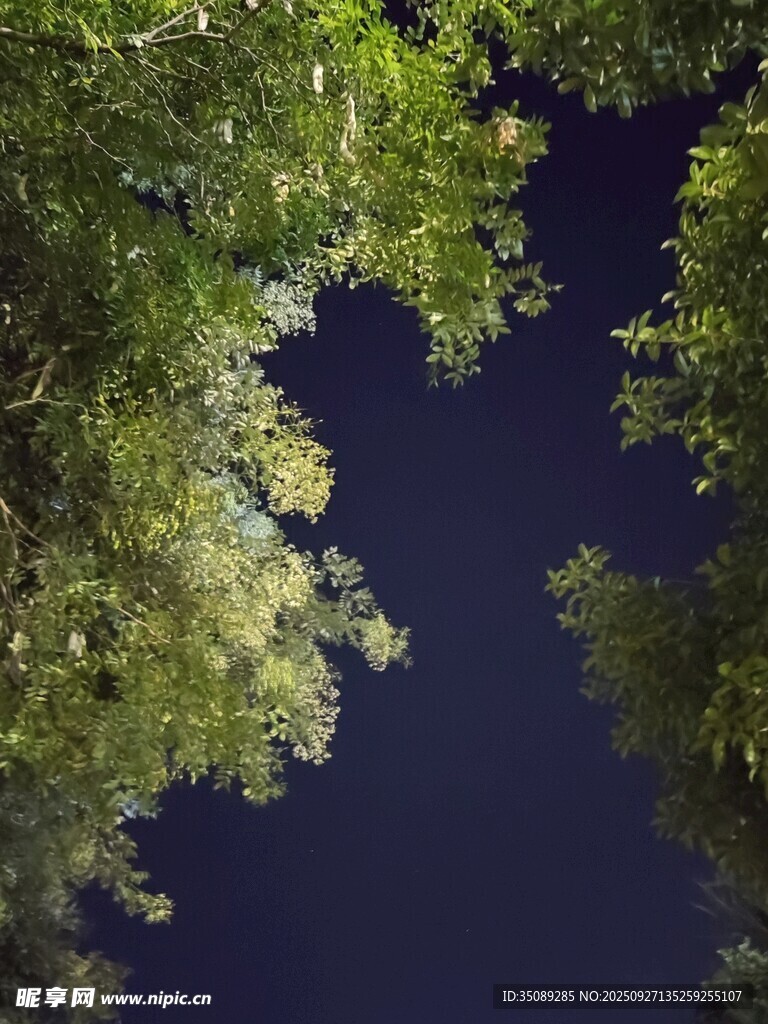 仰望夜空下的繁茂綠樹