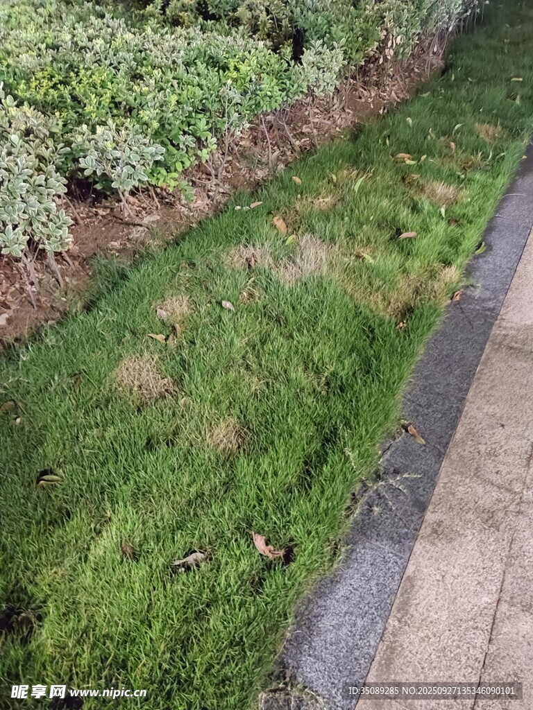 路邊綠意盎然的草地