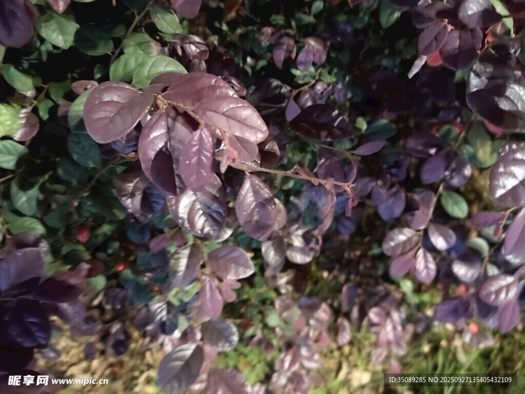 深紫色葉片植物特寫