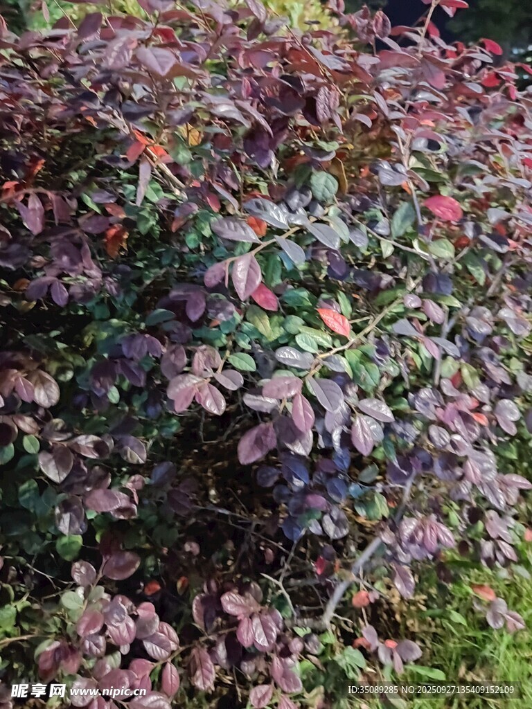 紫葉植物景觀