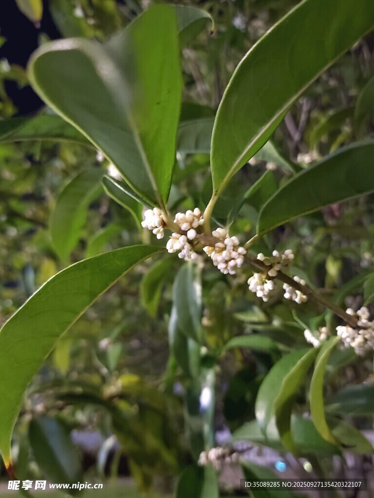 綠葉間綻放的白色小花