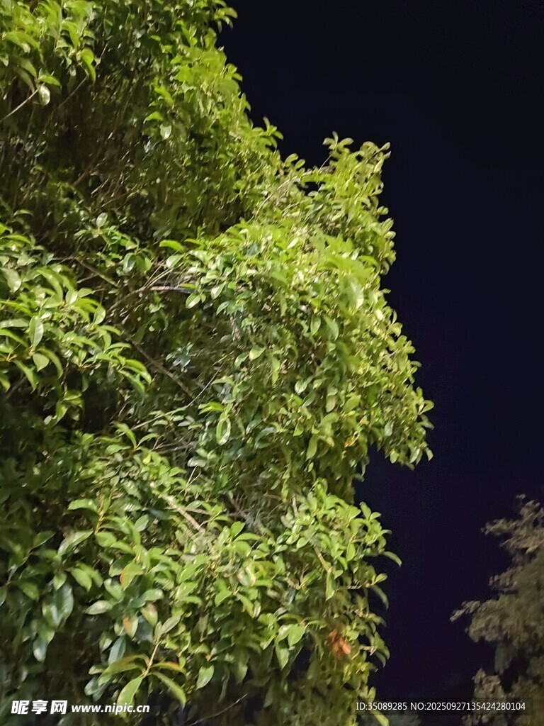 夜晚中的蔥郁綠植