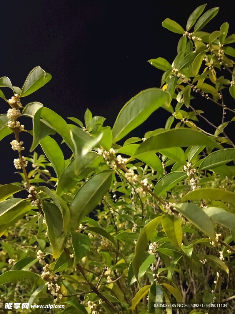 綠葉間的串串小花