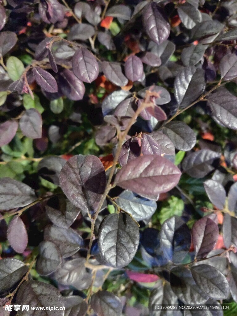 深紫葉片植物特寫