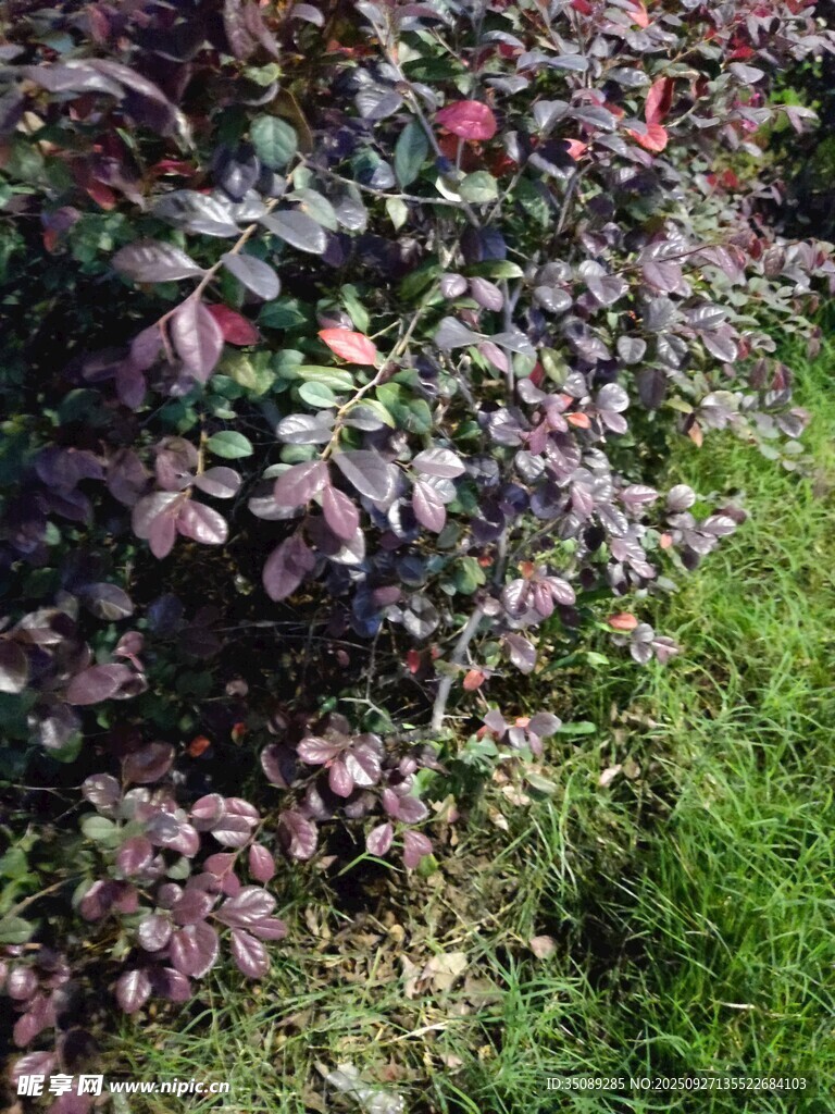 紫色葉片植物與綠草相伴