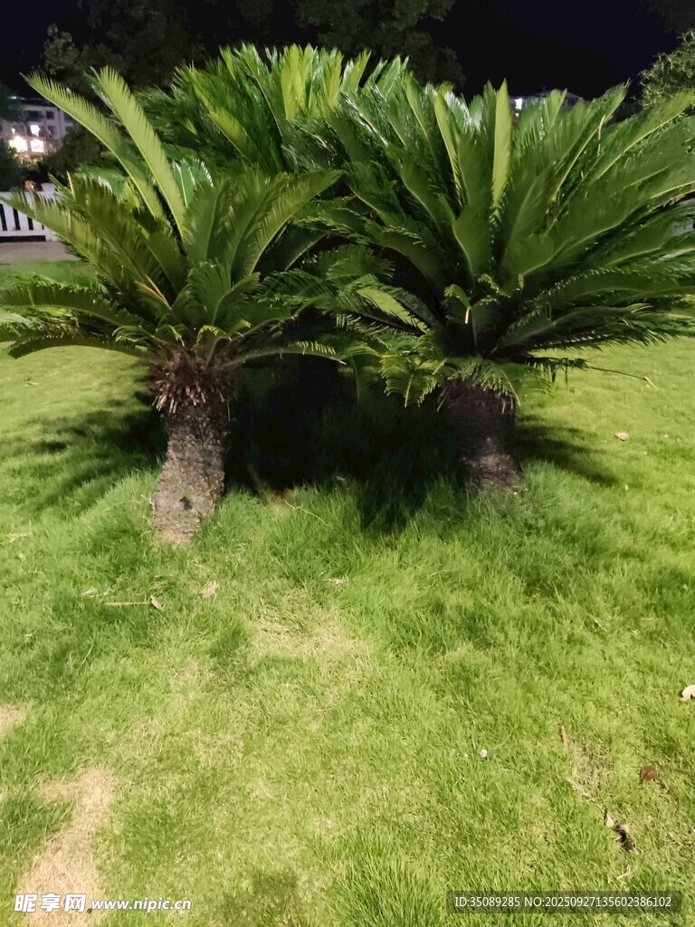 草坪上的兩株蘇鐵植物