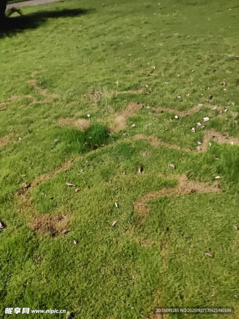 翠綠草地自然生機(jī)景象