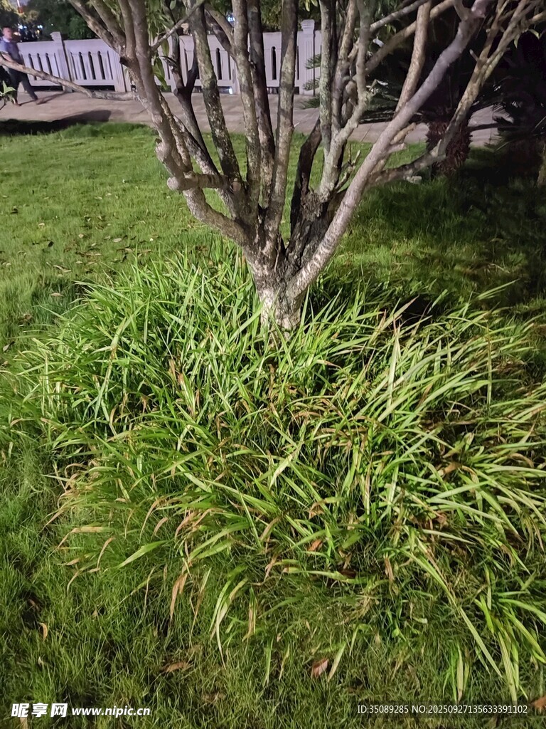 樹(shù)下蔥郁綠草景觀