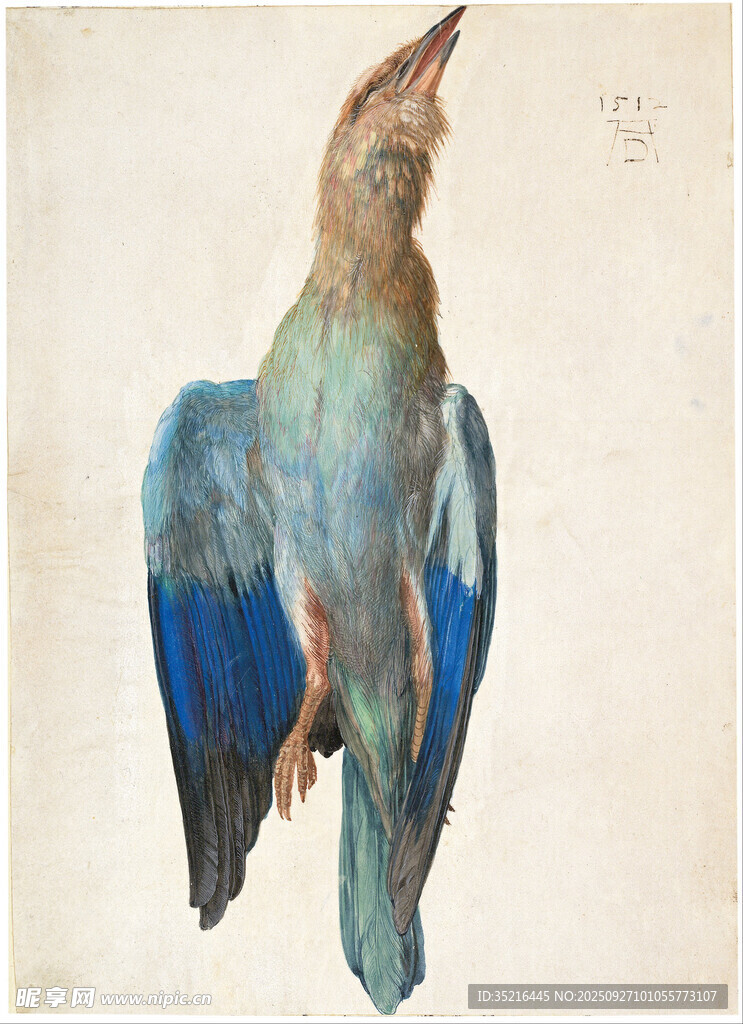 展翅藍(lán)羽鳥特寫