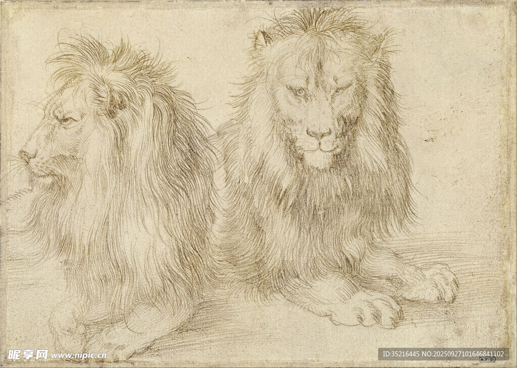 雙獅素描圖