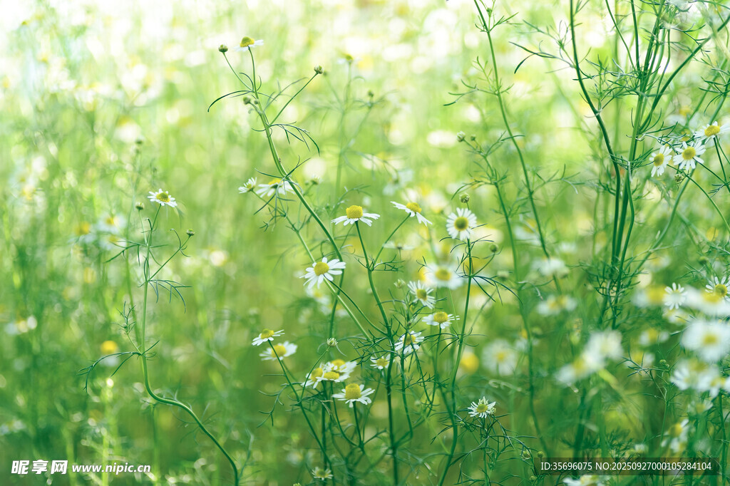 春日野花盛放的清新草地