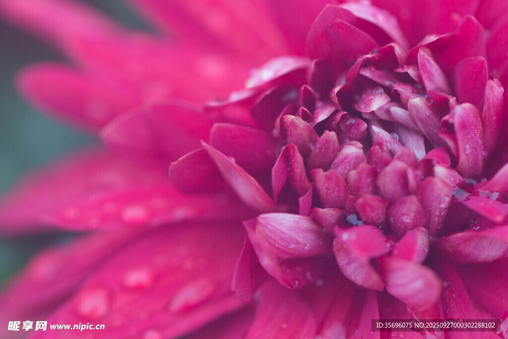 嬌艷帶露的粉紅菊花