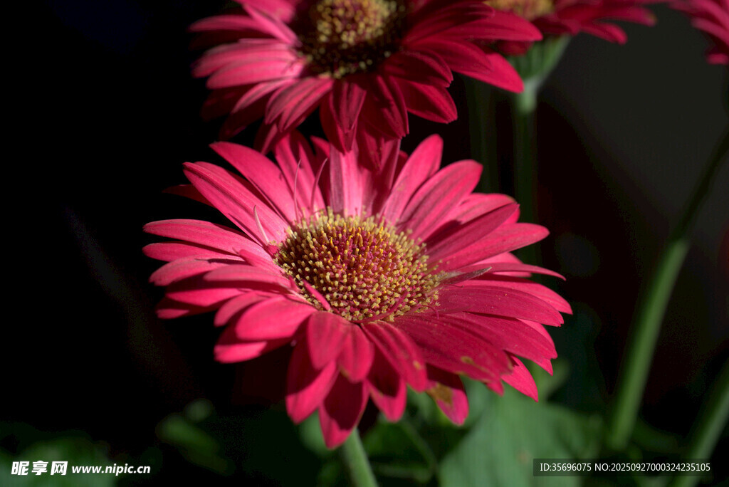 嬌艷綻放的玫紅色非洲菊