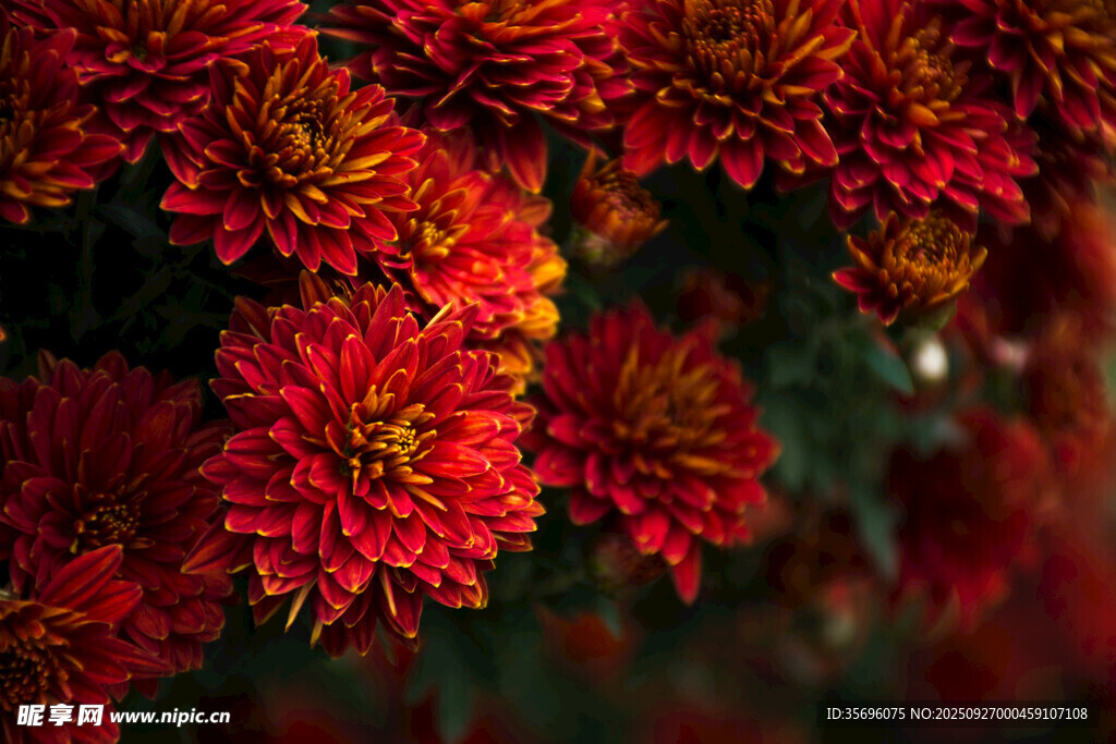艷麗紅菊花綻放
