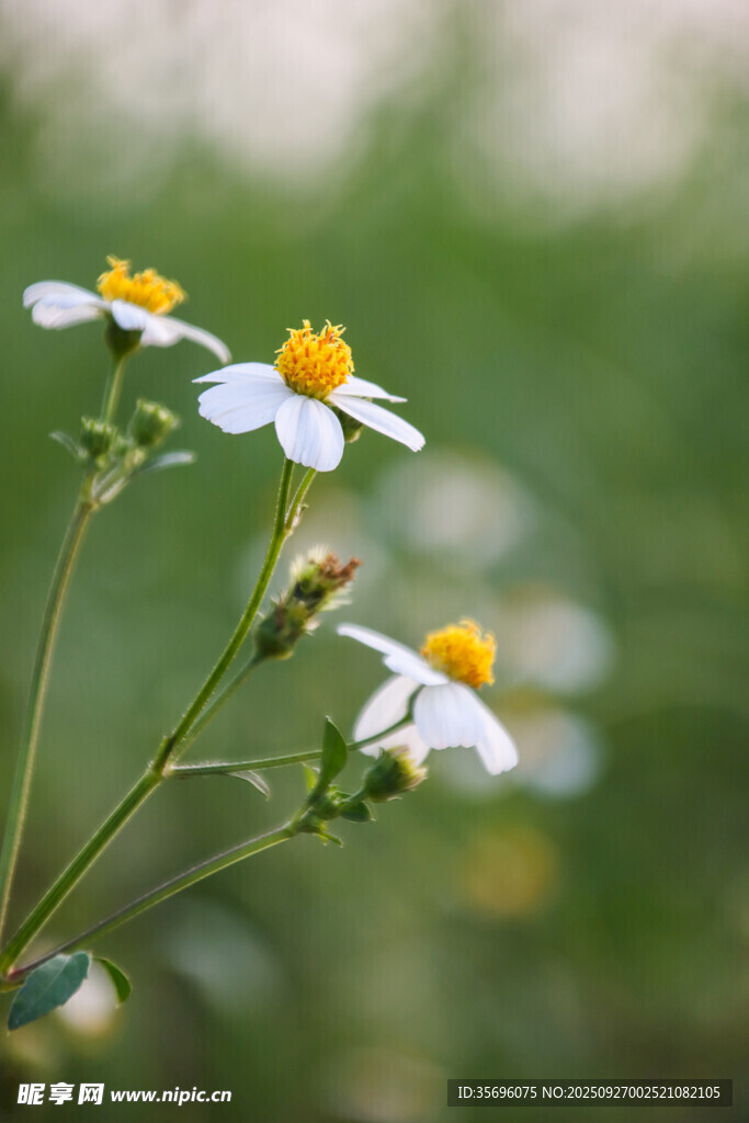 清新小白花綻放于綠野