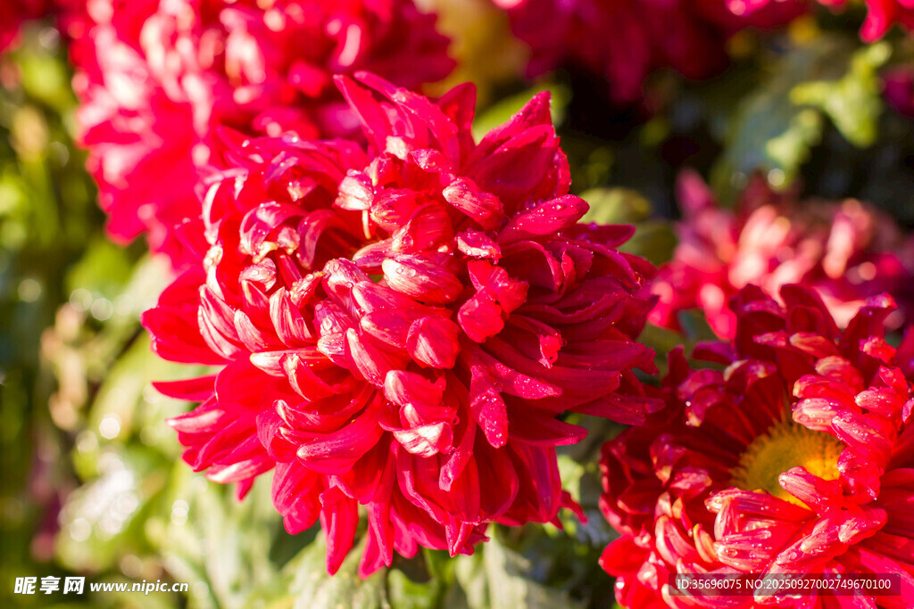 艷麗紅菊花綻放