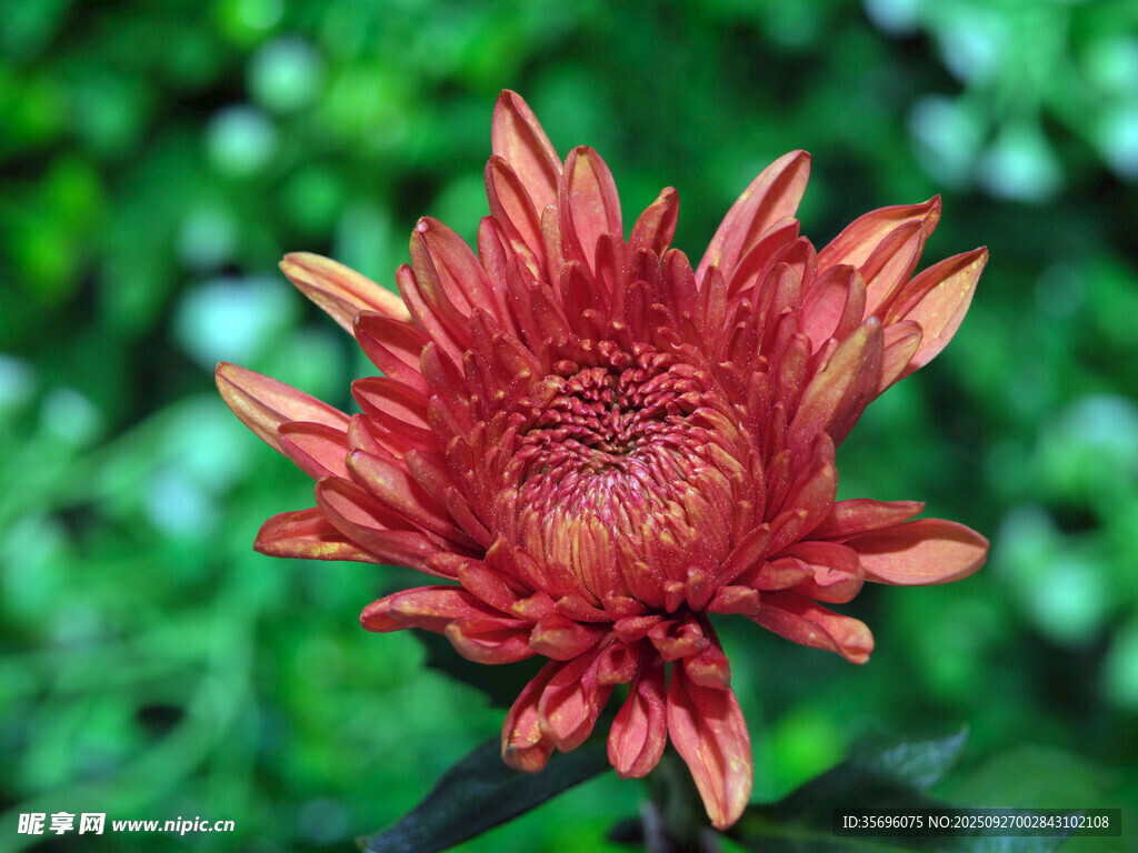 艷麗紅菊綻放綠意間