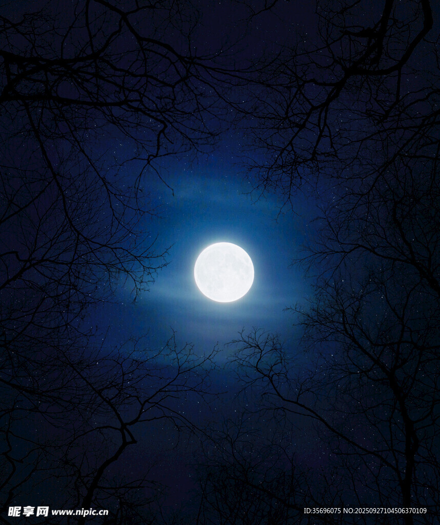 月夜樹枝間的明亮圓月