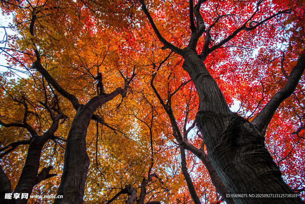 秋日紅楓樹林美景