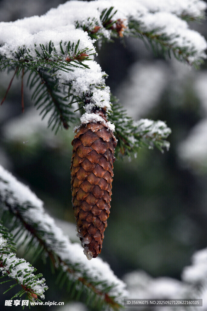 雪覆松枝上的錐形松果