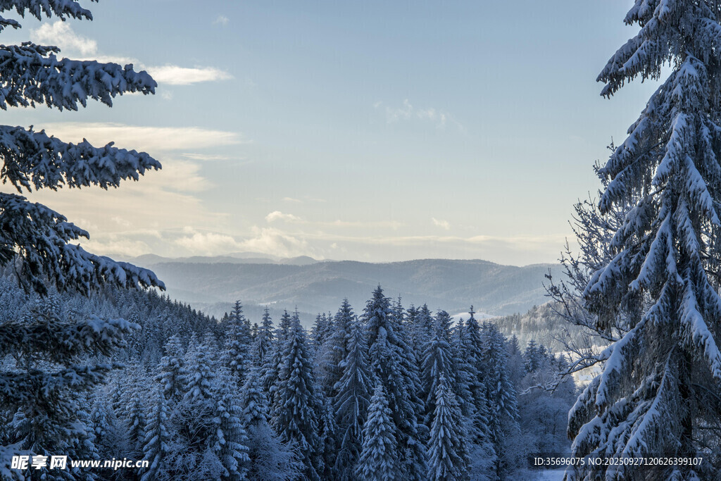 冬日雪覆森林美景