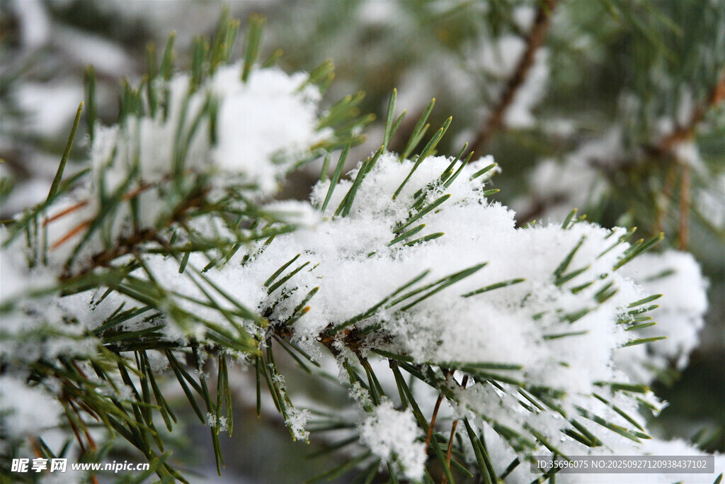 雪覆松枝的冬日美景