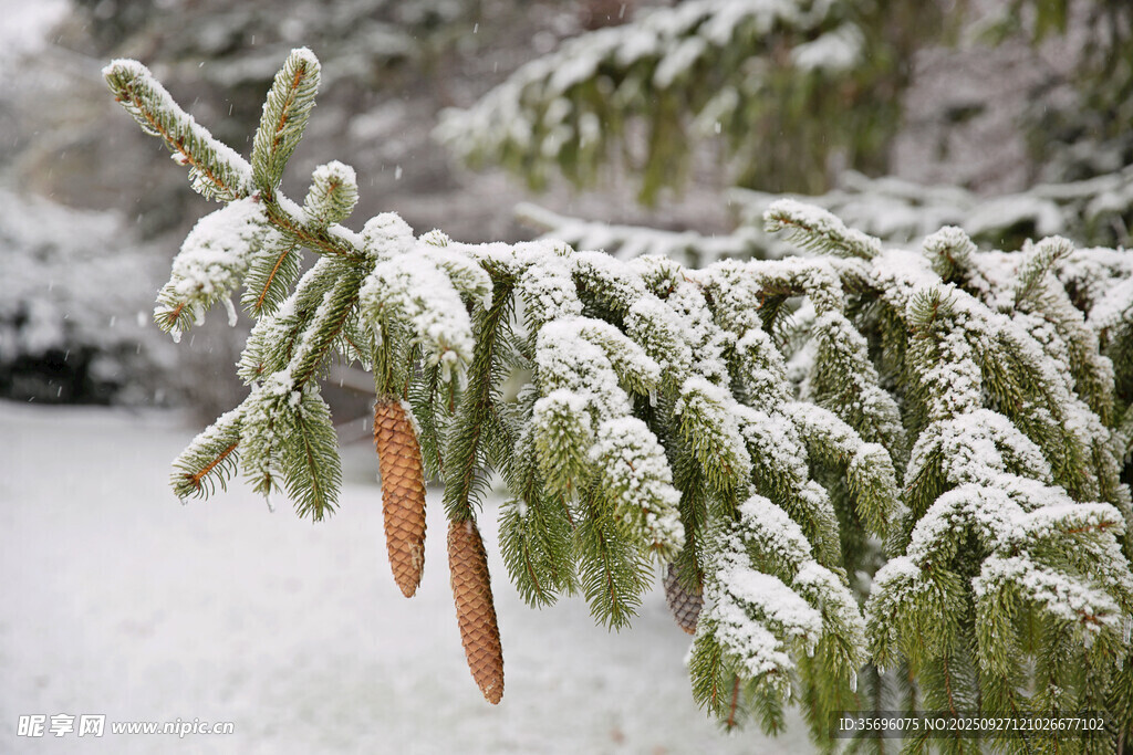雪覆松枝掛松果