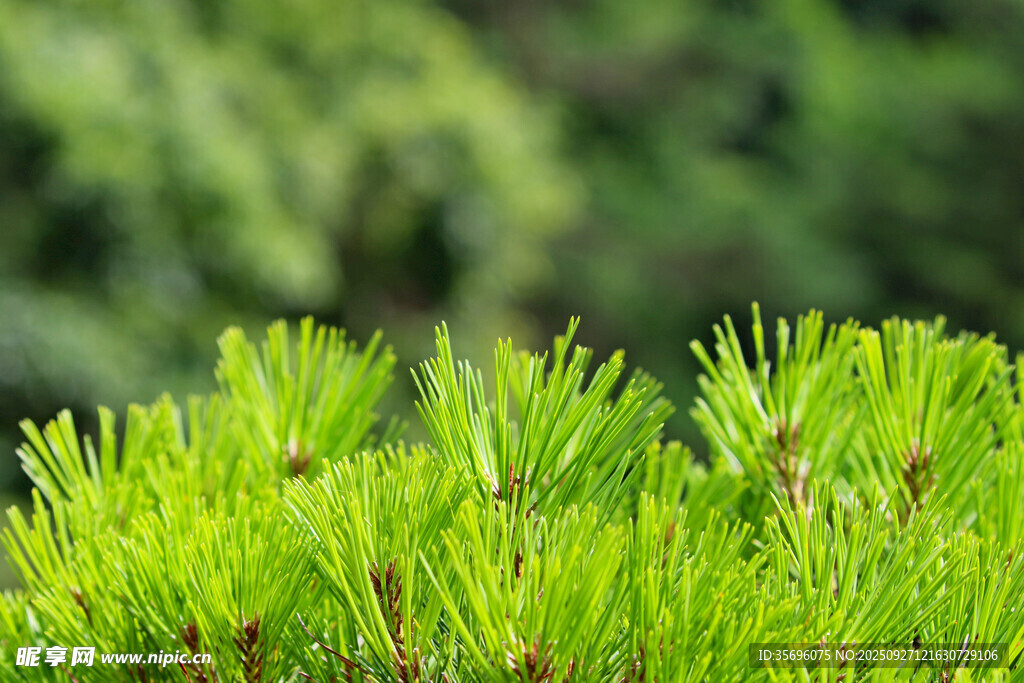嫩綠松針展現(xiàn)盎然生機