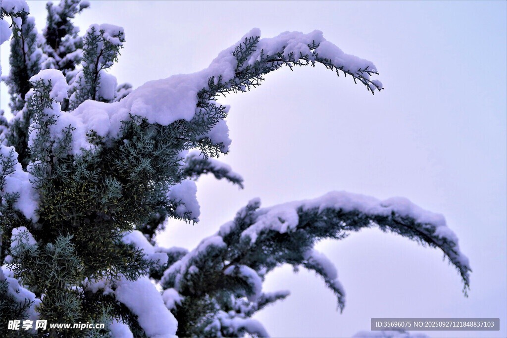 雪覆松枝的冬日美景