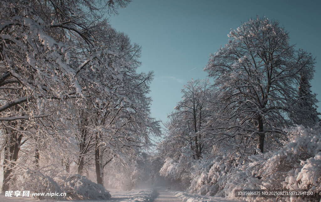 冬日雪林美景