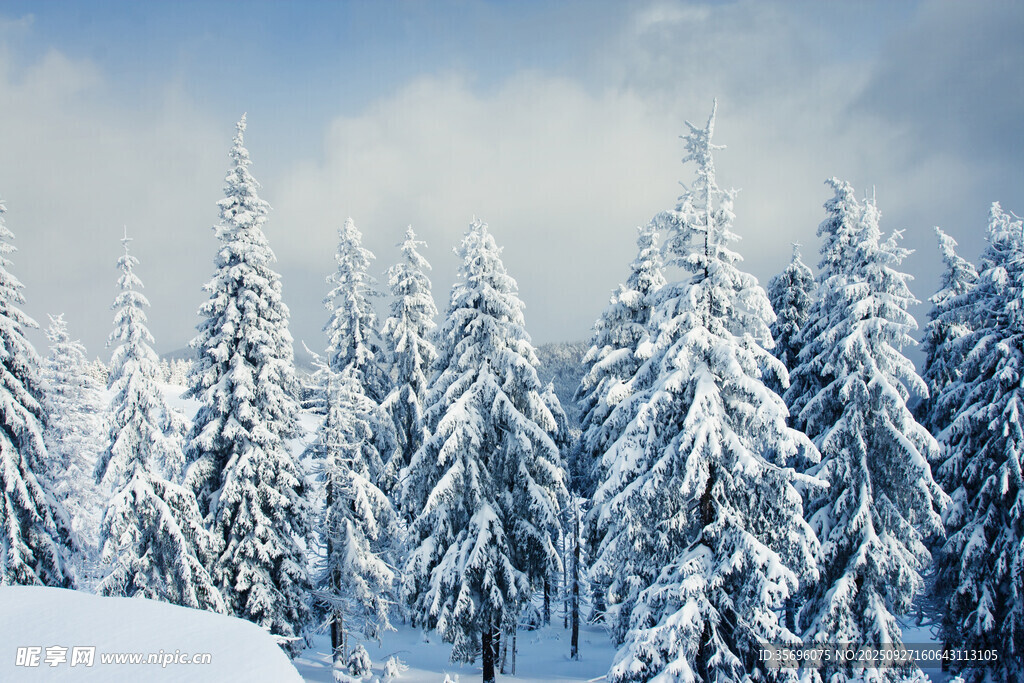 雪覆松林美景