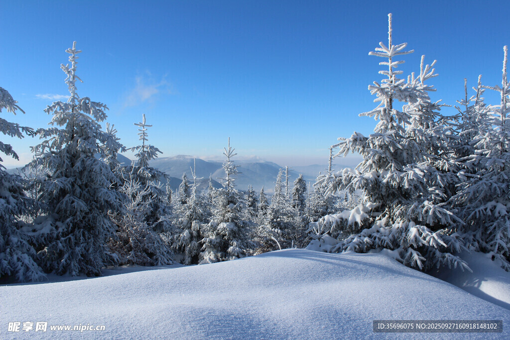 冬日雪景中的銀白松林