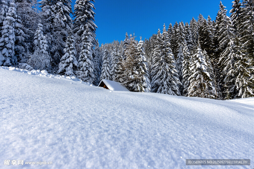 冬日雪林美景