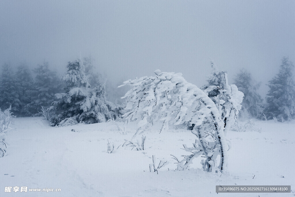 雪野中彎折的覆雪樹木