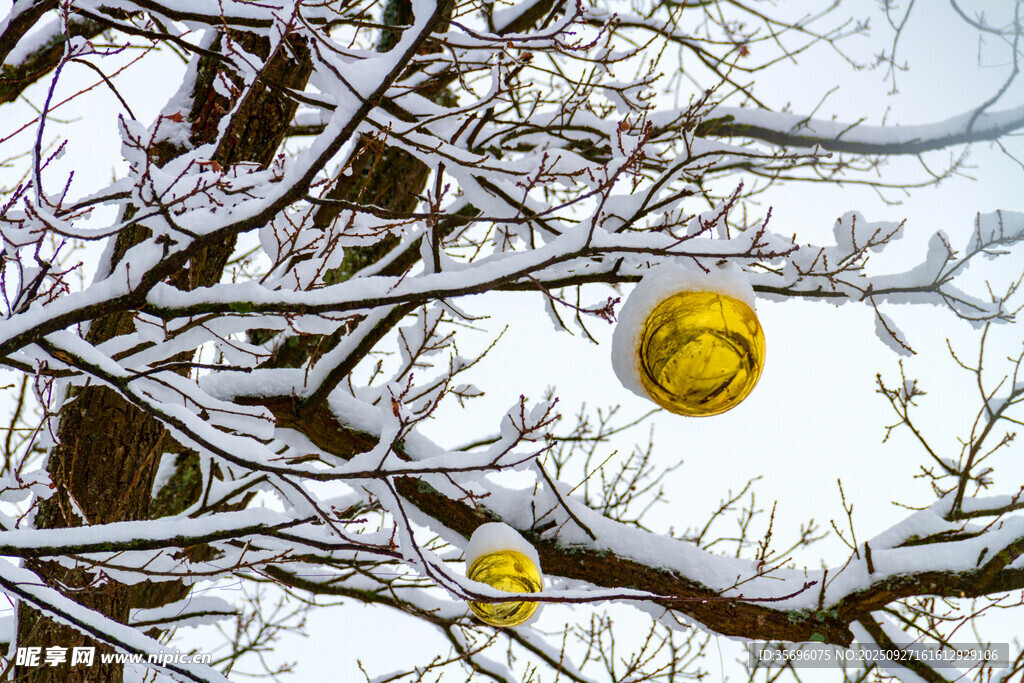 雪覆枝頭的金黃果實(shí)