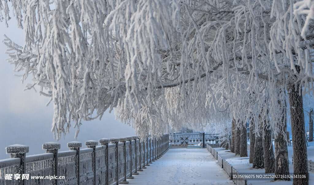 冬日雪覆長(zhǎng)廊銀枝美景