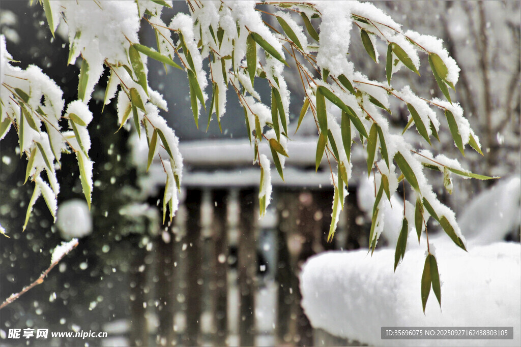 雪覆翠竹景