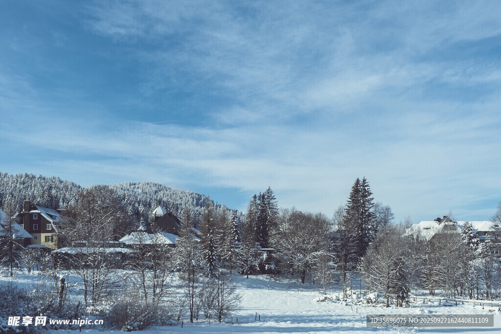 冬日雪景中的靜謐樹林