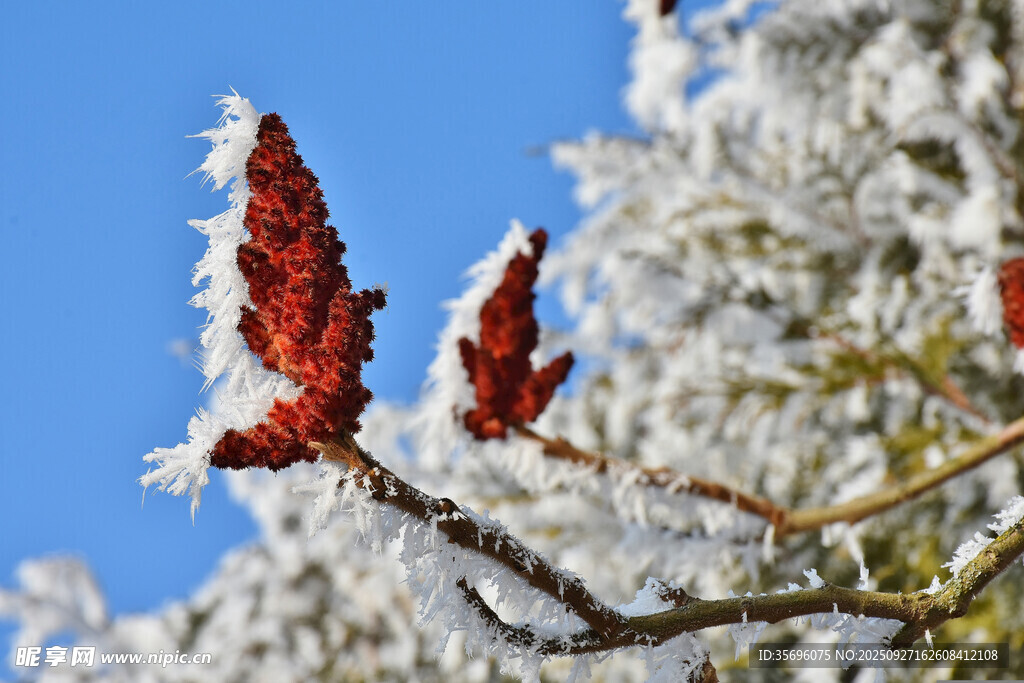 雪覆紅果枝頭美