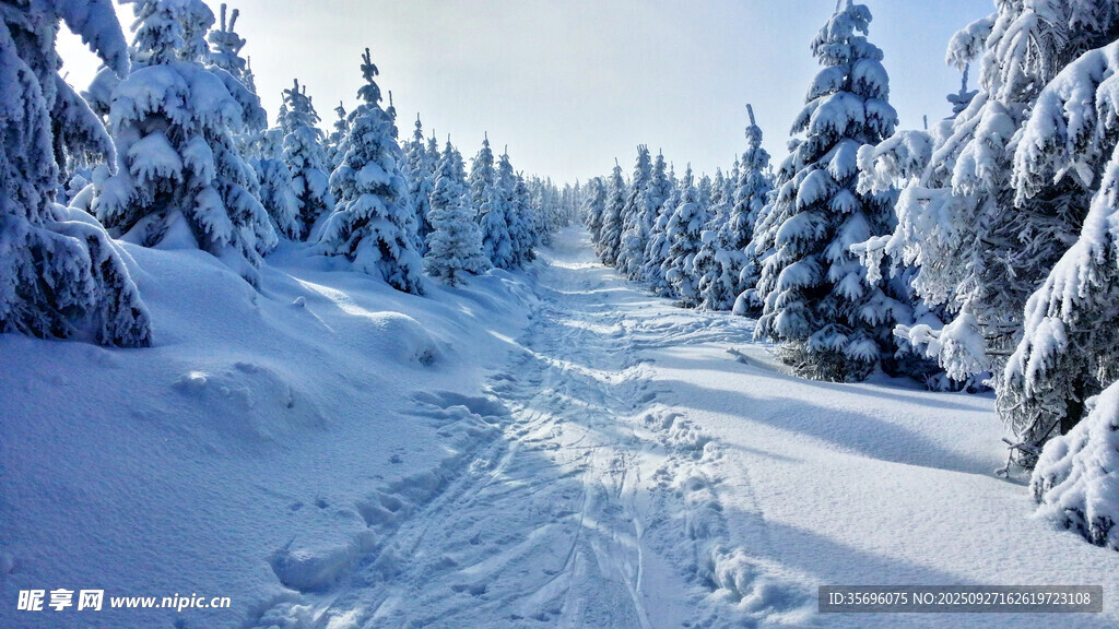 冬日雪林小道美景